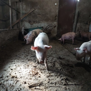 Purcei de vanzare - imagine 4