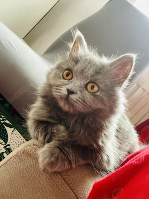 Pui pisica british shorthair longhair femela - imagine 4