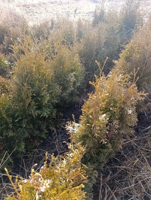 Vând puieți TUIA columnară 