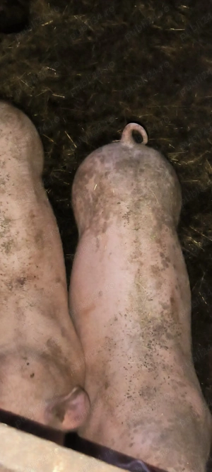 Vând purcei rasa pietran landras  - imagine 2