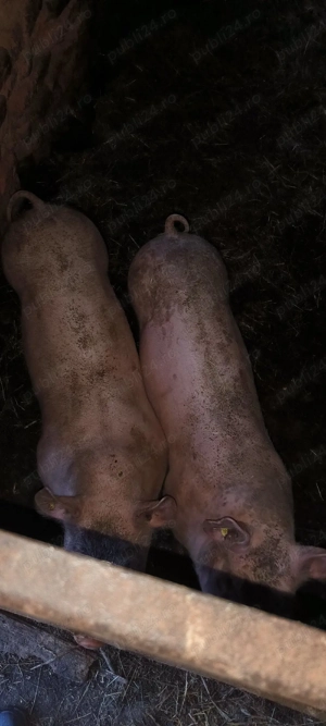 Vând purcei rasa pietran landras  - imagine 3