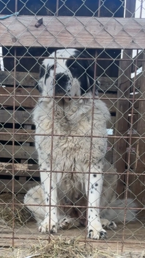 femela ciobanesc de bucovina  - imagine 2