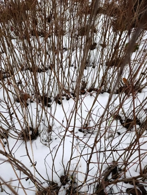 Vând puieți pe rod de ARONIA  - imagine 2