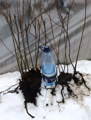 Vând puieți pe rod de ARONIA 