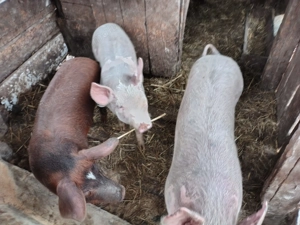 Vând porci 45 50 kg - imagine 3