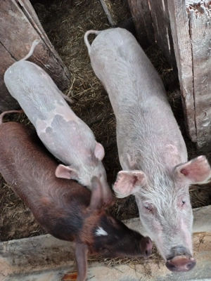 Vând porci 45 50 kg - imagine 2