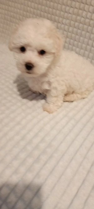 Bichon maltez 