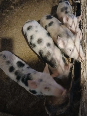 Vând Purcei  - imagine 3