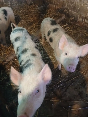 Vând Purcei  - imagine 2