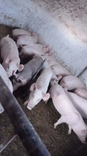 Șoldani rasa Marele Alb cu landras  - imagine 3