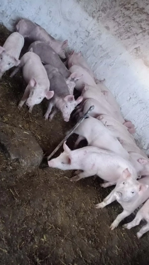 Șoldani rasa Marele Alb cu landras  - imagine 2