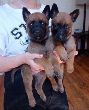 Ciobănesc Belgian Malinois, genetică superioară, 2 luni