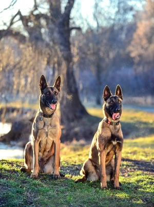 Ciobănesc Belgian Malinois, genetică superioară, 2 luni - imagine 3