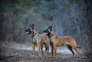 Ciobănesc Belgian Malinois, genetică superioară, 2 luni - imagine 2