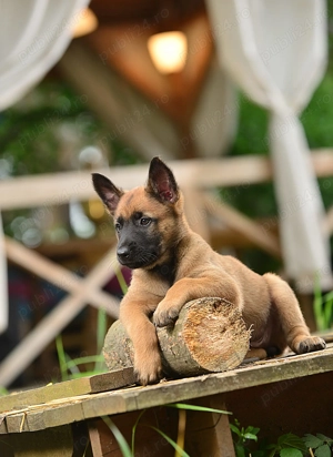 Ciobănesc Belgian Malinois - genetică deosebita - furnizor autorizat