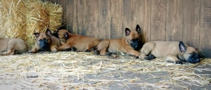 Ciobănesc Belgian Malinois - genetică deosebita - furnizor autorizat - imagine 2