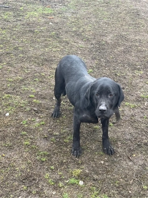 Donez cățelusă Labrador