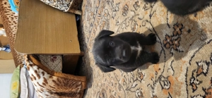 Donez catei talie mica - imagine 3