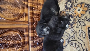 Donez catei talie mica - imagine 2