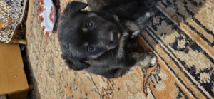 Donez catei talie mica - imagine 4