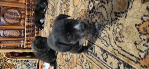 Donez catei talie mica - imagine 5