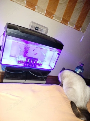 Acvariu Complet 60 Litri - imagine 4