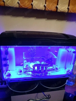 Acvariu Complet 60 Litri - imagine 2