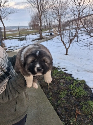 Catei caucaziani! - imagine 3