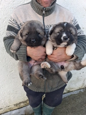 Catei caucaziani! - imagine 2