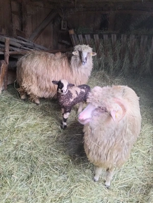 vand oi tinere de tinut  - imagine 3