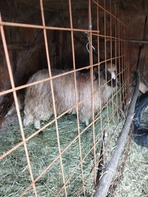 vand oi tinere de tinut  - imagine 2