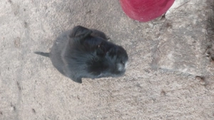 Puiuți amstaff cu cane corso - imagine 2