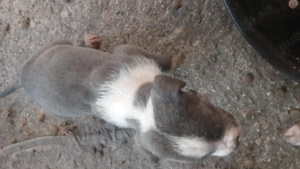 Puiuți amstaff cu cane corso