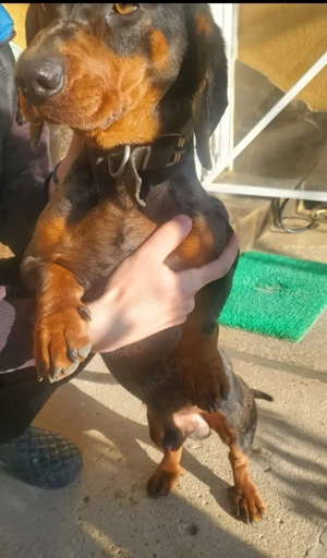 De vânzare tekel arlechin  - imagine 3