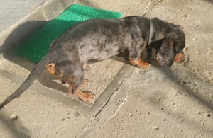 De vânzare tekel arlechin  - imagine 2