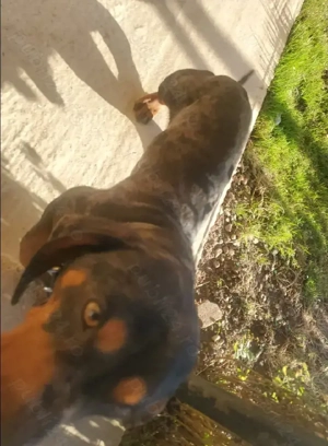 De vânzare tekel arlechin 