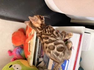 Vând pui pisică Bengal brown , ochii verzi 