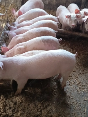 purceluși de vânzare 