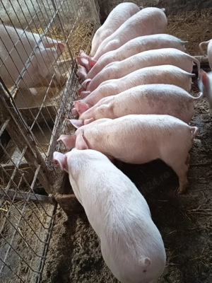 purceluși de vânzare  - imagine 4