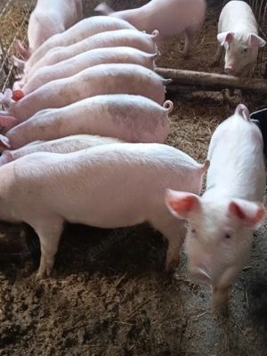 purceluși de vânzare  - imagine 2