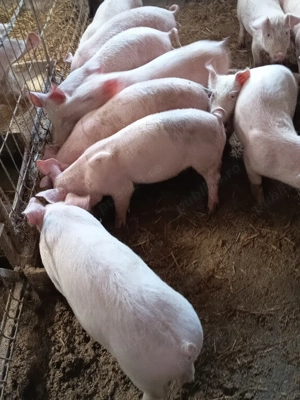 purceluși de vânzare  - imagine 5