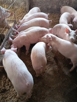 purceluși de vânzare  - imagine 3