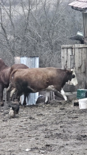 Vând vaca gestanta în 7 luni 