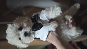 Puiuți bichon maltez talie mică 