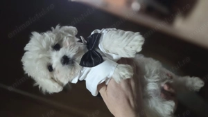 Puiuți bichon maltez talie mică  - imagine 5