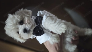 Puiuți bichon maltez talie mică  - imagine 3