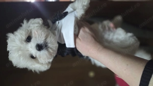 Puiuți bichon maltez talie mică  - imagine 2
