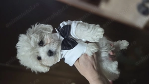 Puiuți bichon maltez talie mică  - imagine 4