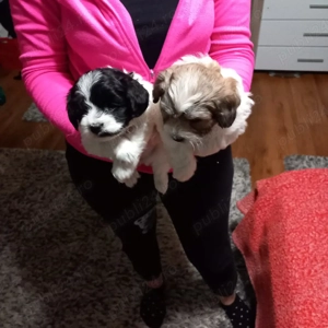 De vinzare bisoni 2fetite 