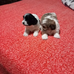 De vinzare bisoni havanezi 2fetite 